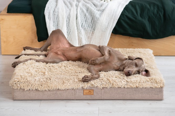 SALE | Orthopädisches Hundematratze PABLO Shaggy Ortho Plus 150cm XXL Beige