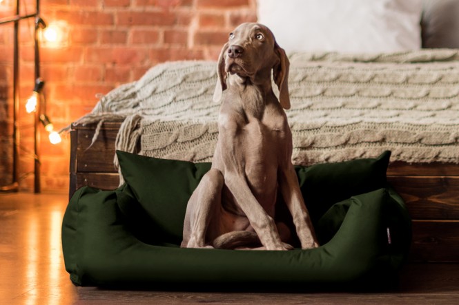 NEMO | Komfort Hundebett - L | Olive Grün