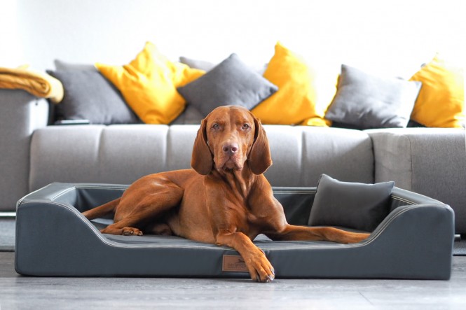 MELODY EASY CLEAN | Orthopädisches Hundebett - L | Graphit